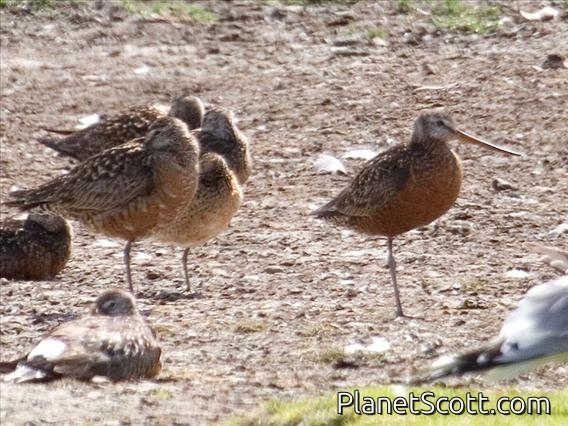Hudsonian Godwit (Limosa haemastica)