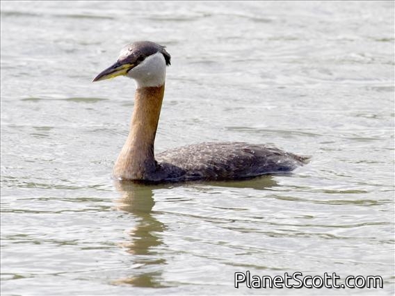 Red-necked Grebe (Podiceps grisegena)