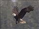 Bald Eagle (Haliaeetus leucocephalus)