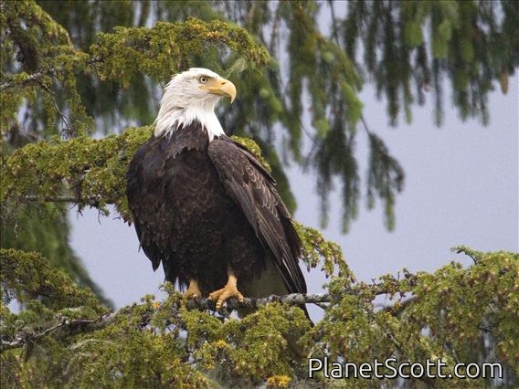 Bald Eagle (Haliaeetus leucocephalus)