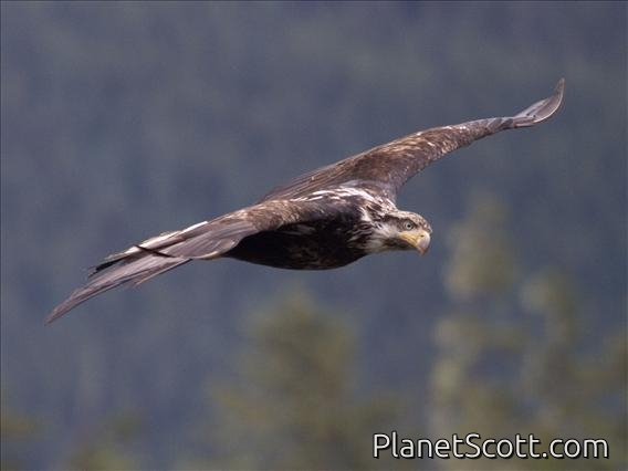 Bald Eagle (Haliaeetus leucocephalus) - Juvenile