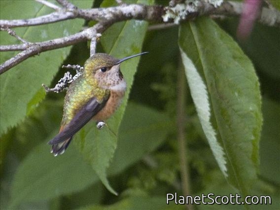 Rufous Hummingbird (Selasphorus rufus)