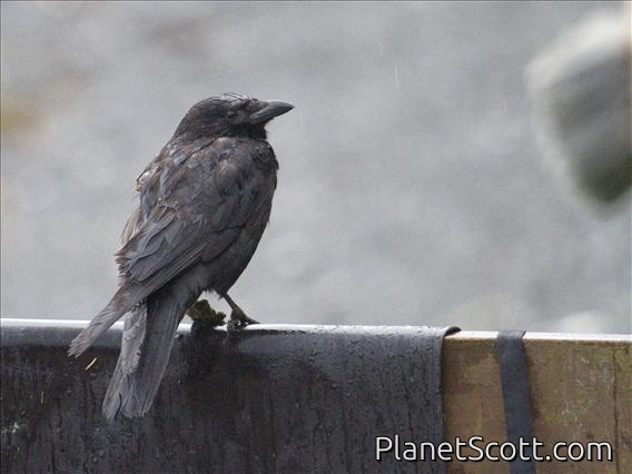 Northwestern Crow (Corvus caurinus)