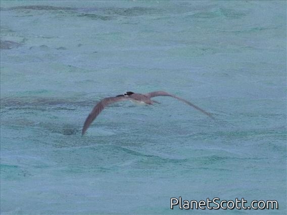 Grey-backed Tern (Sterna lunata)