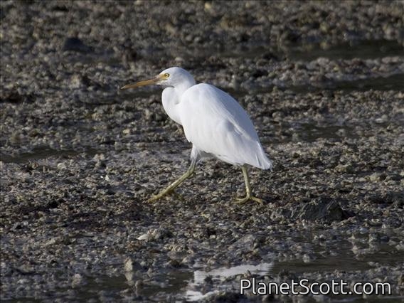 Pacific Reef-Egret (Egretta sacra)