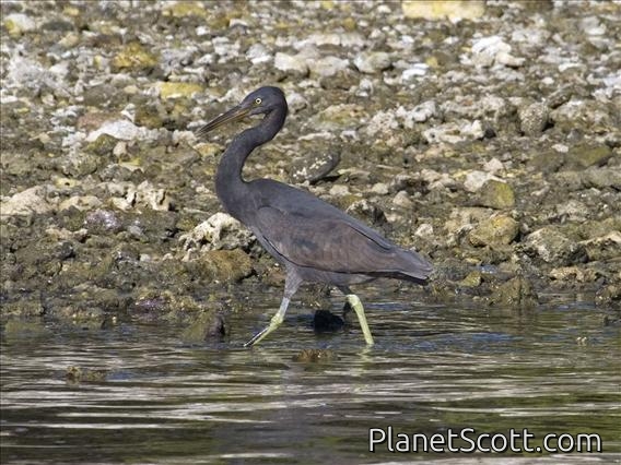 Pacific Reef-Egret (Egretta sacra) - Dark Morph