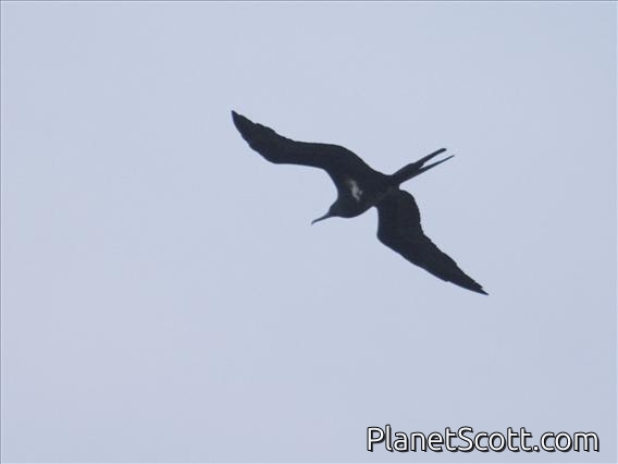 Lesser Frigatebird (Fregata ariel)