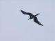 Lesser Frigatebird (Fregata ariel)