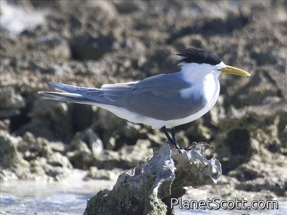Great Crested-Tern (Sterna bergii) - Breeding