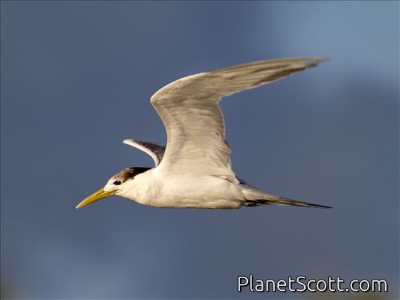 Great Crested-Tern (Sterna bergii) - Non-breeding