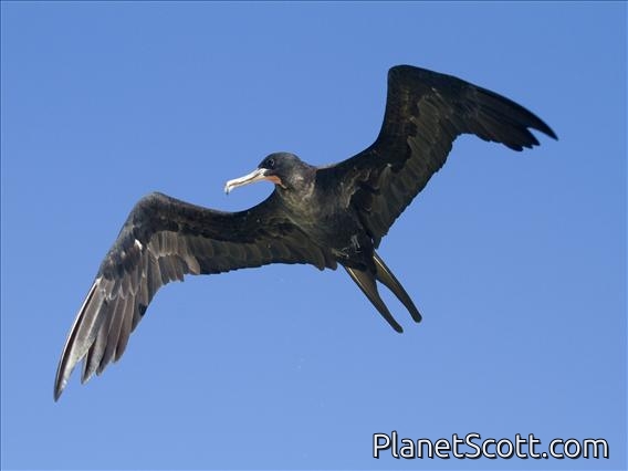 Great Frigatebird (Fregata minor)