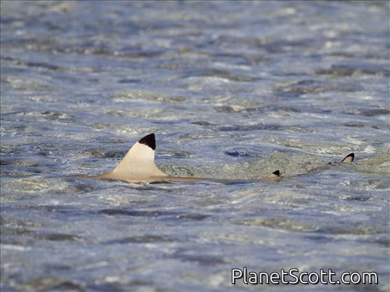 Blacktip Reef Shark (Carcharhinus melanopterus)