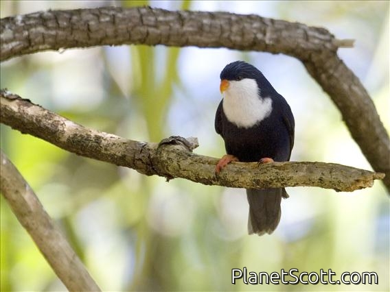 Blue Lorikeet (Vini peruviana)