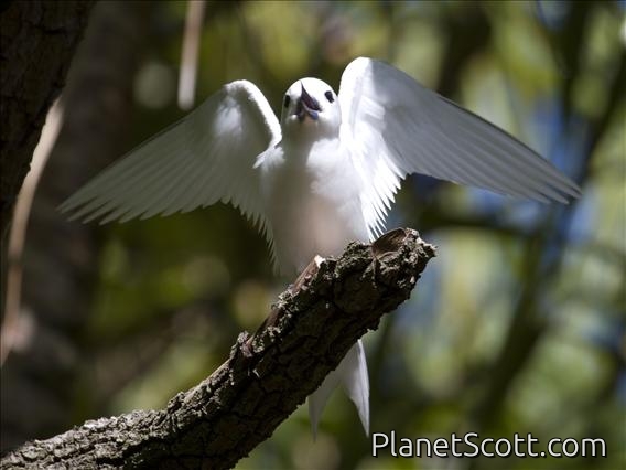 Fairy Tern (Sterna nereis)
