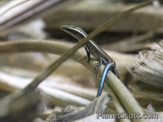 Azure-tailed Skink (Lygosominae cyanurum)