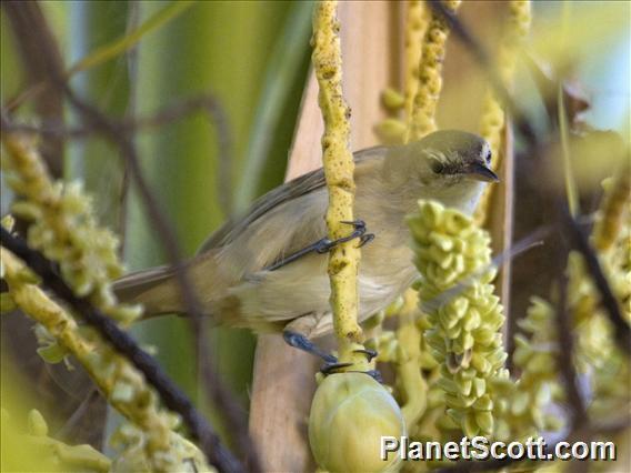 Tuamotu Reed Warbler (Acrocephalus atyphus)
