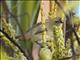 Tuamotu Reed-Warbler (Acrocephalus atyphus)
