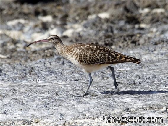 Bristle-thighed Curlew (Numenius tahitiensis)