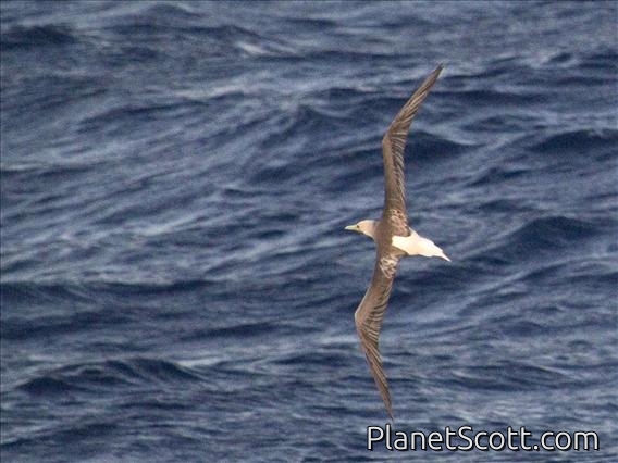 Red-footed Booby (Sula sula)