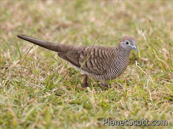 Zebra Dove (Geopelia striata)