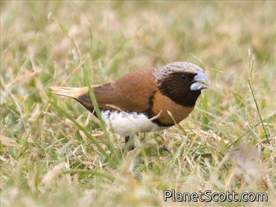 Chestnut-breasted Munia (Lonchura castaneothorax)