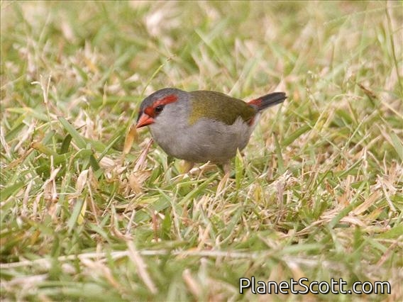 Red-browed Firetail (Neochmia temporalis)