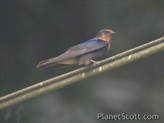 Tahiti Swallow (Hirundo tahitica)