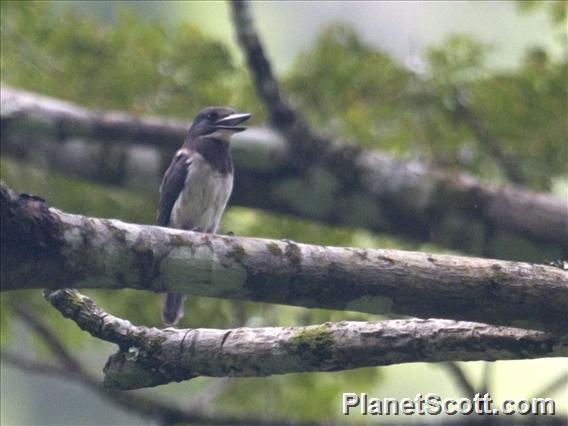 Tahiti Kingfisher (Todiramphus veneratus)