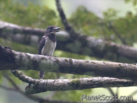 Tahiti Kingfisher (Todirhamphus veneratus)