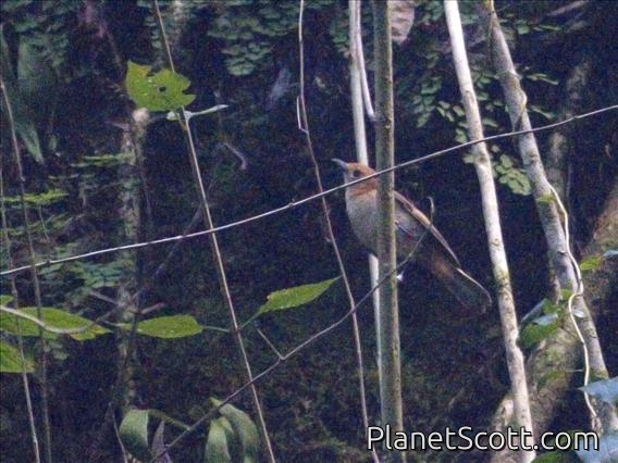Tahiti Monarch (Pomarea nigra) - Female