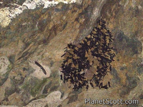 Tahiti Swiftlet (Collocalia leucophaeus) - Colony