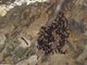 Tahiti Swiftlet (Collocalia leucophaeus) - Colony