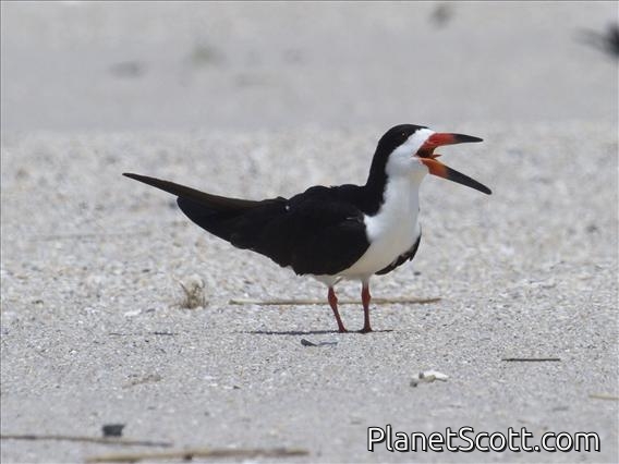 Black Skimmer (Rynchops niger)