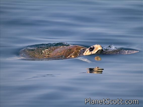 Loggerhead Sea Turtle (Caretta caretta)