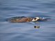 Loggerhead Sea Turtle (Caretta caretta)