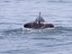 Tamanend's Bottlenosed Dolphin (Tursiops erebennus)