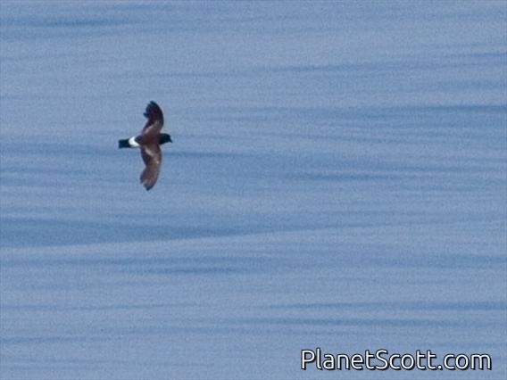 Wilson's Storm-Petrel (Oceanites oceanicus)