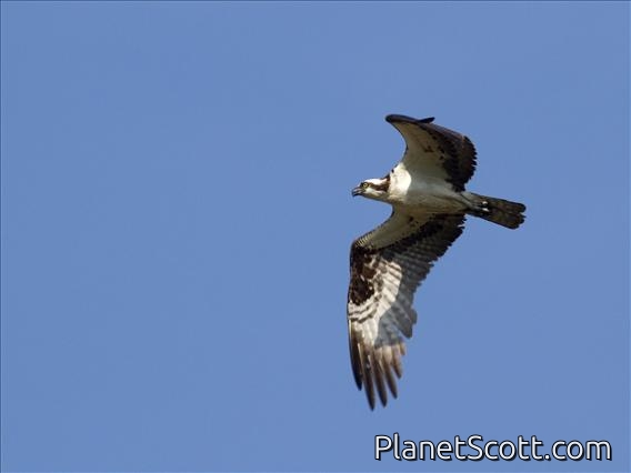 Osprey (Pandion haliaetus)