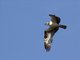 Osprey (Pandion haliaetus)