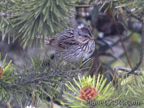 Lincoln's Sparrow (Melospiza lincolnii)