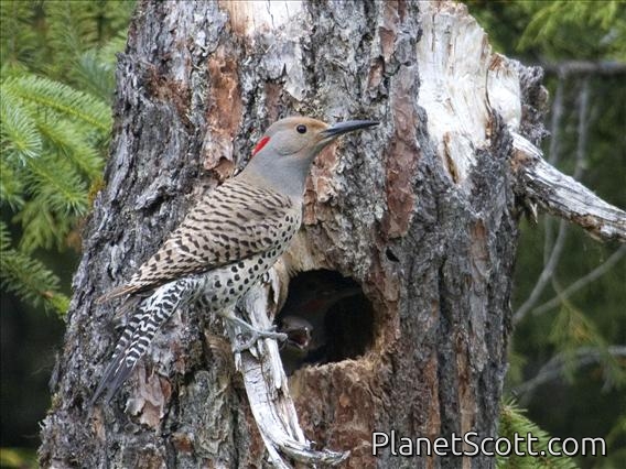 Northern Flicker (Colaptes auratus)