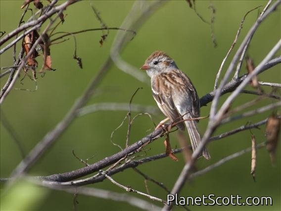 Field Sparrow (Spizella pusilla)
