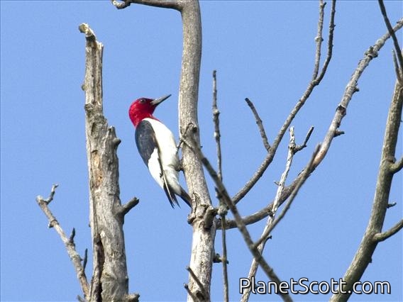 Red-headed Woodpecker (Melanerpes erythrocephalus)
