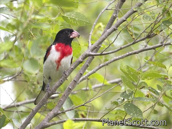 Rose-breasted Grosbeak (Pheucticus ludovicianus)