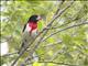 Rose-breasted Grosbeak (Pheucticus ludovicianus)