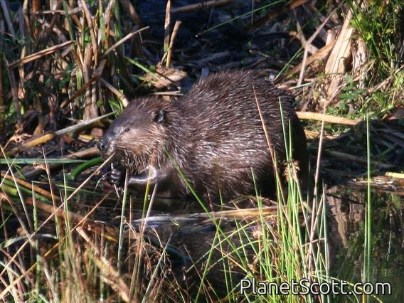 American Beaver (Castor canadensis)