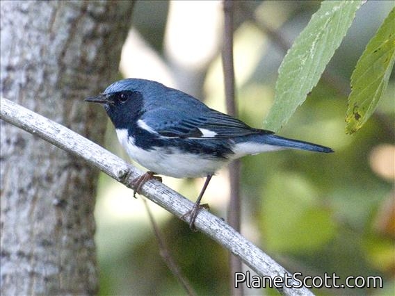 Black-throated Blue Warbler (Dendroica caerulescens)