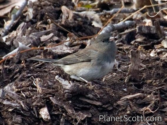 Dark-eyed Junco (Junco hyemalis) - Slaty Female