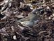 Dark-eyed Junco (Junco hyemalis) - Slaty Female
