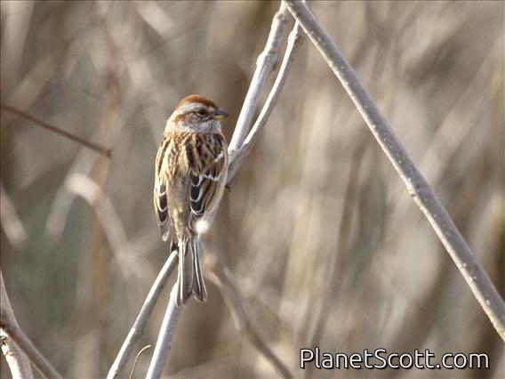 American Tree Sparrow (Spizelloides arborea)